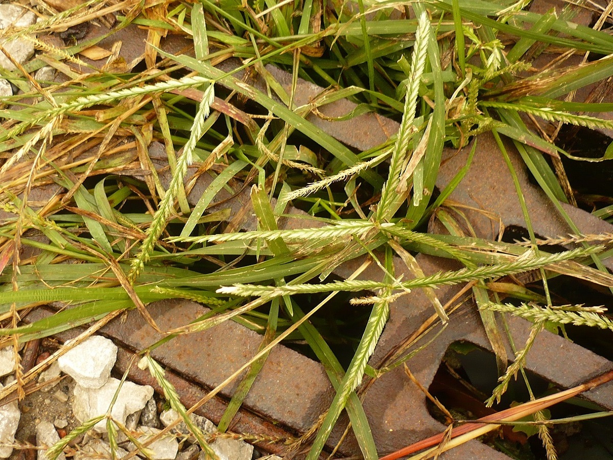 Eleusine indica (Poaceae)